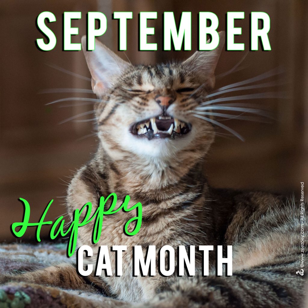 A Happy Cat is a Healthy Cat for Happy Cat Month Zee & Zoey's Cat