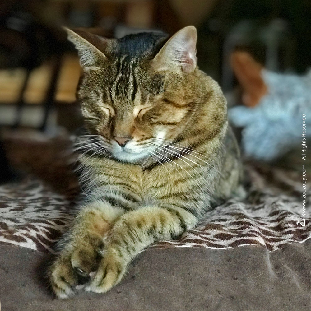 Rolz The Cat Struggles To Stay Awake For Sunday Selfie Zee Zoey s 