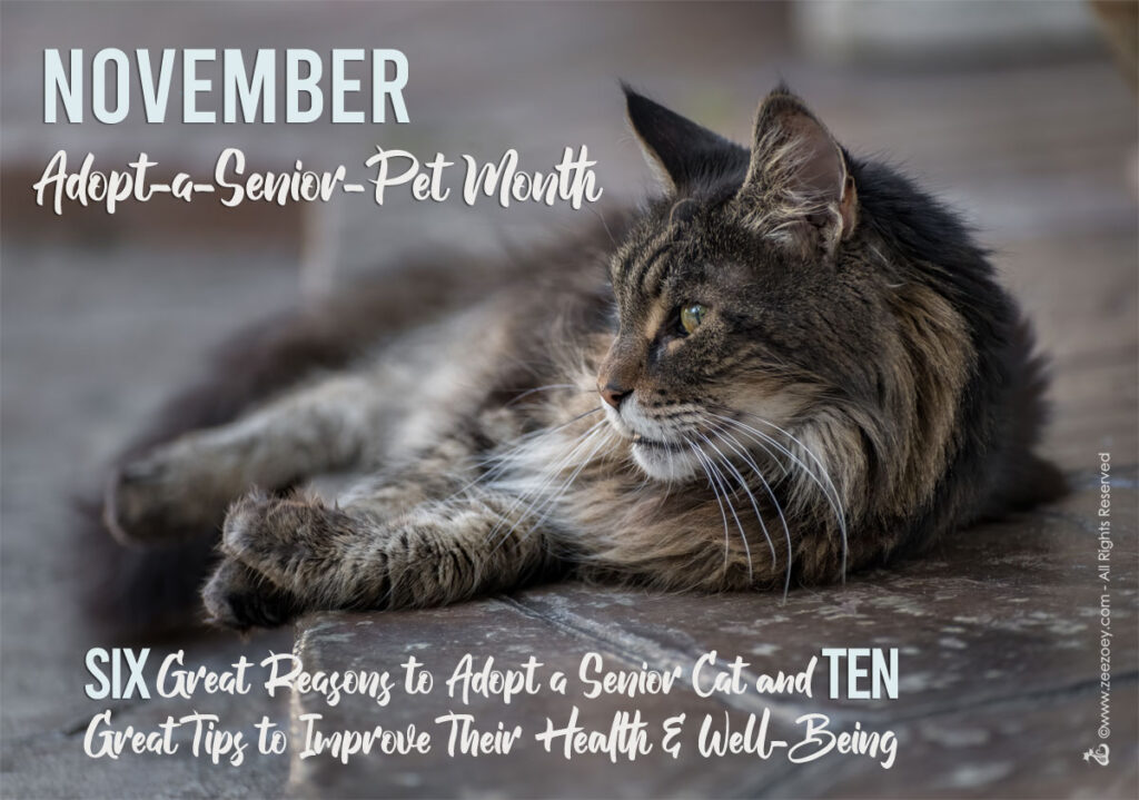 Six Great Reasons to Adopt a Senior Cat and Ten Tips to Keep Them Happy ...