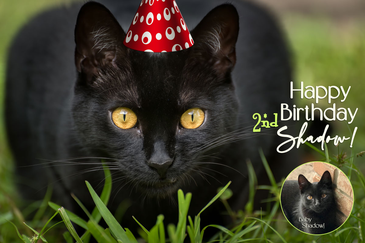 black cat happy birthday