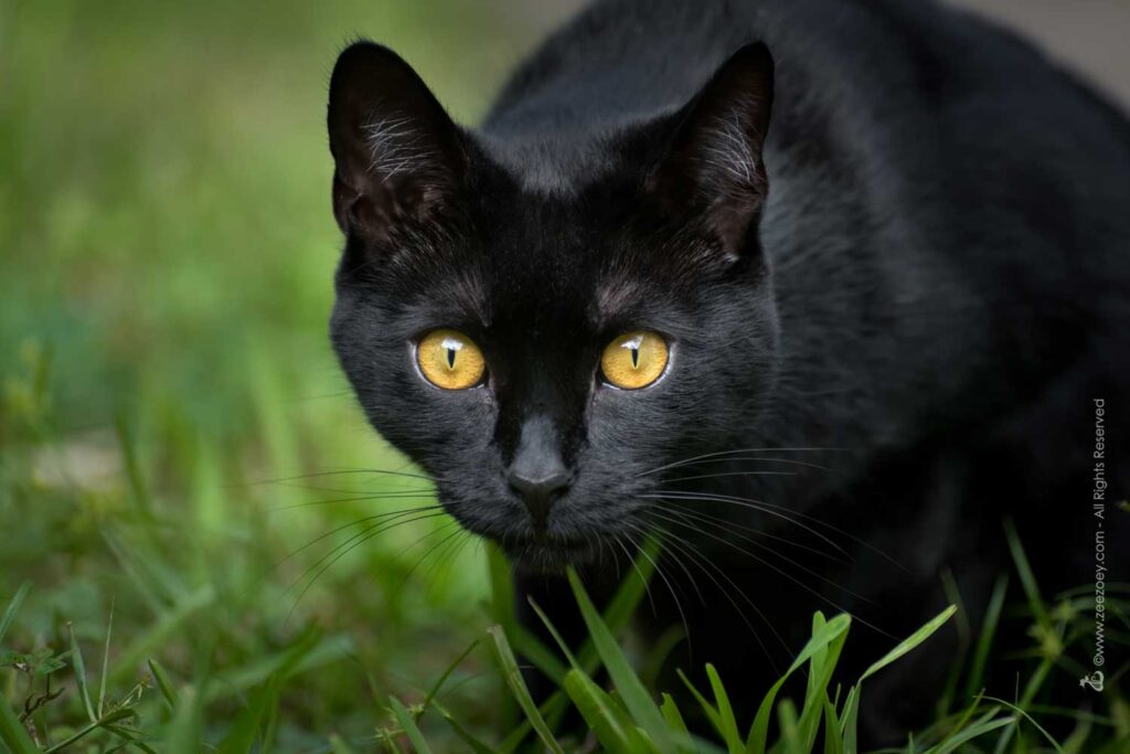 Why Black Cats Have Black Fur and How to Take Great Photos of Them for