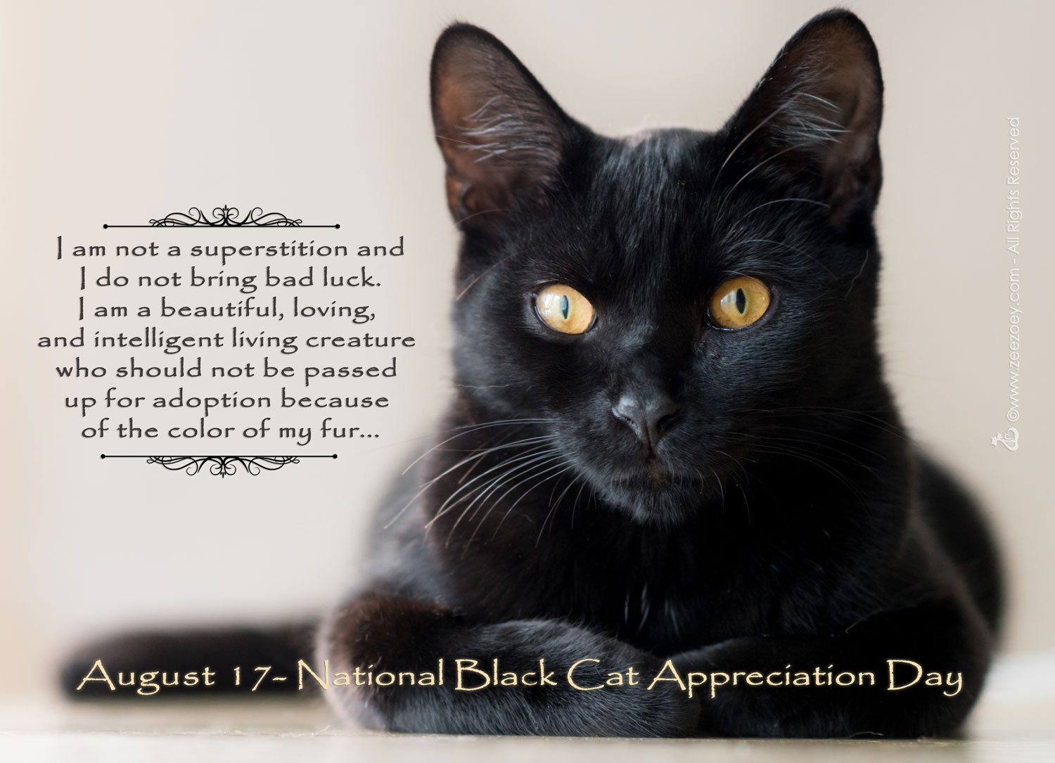 National Black Cat Appreciation Day 2022 Wishes Messages Greetings And