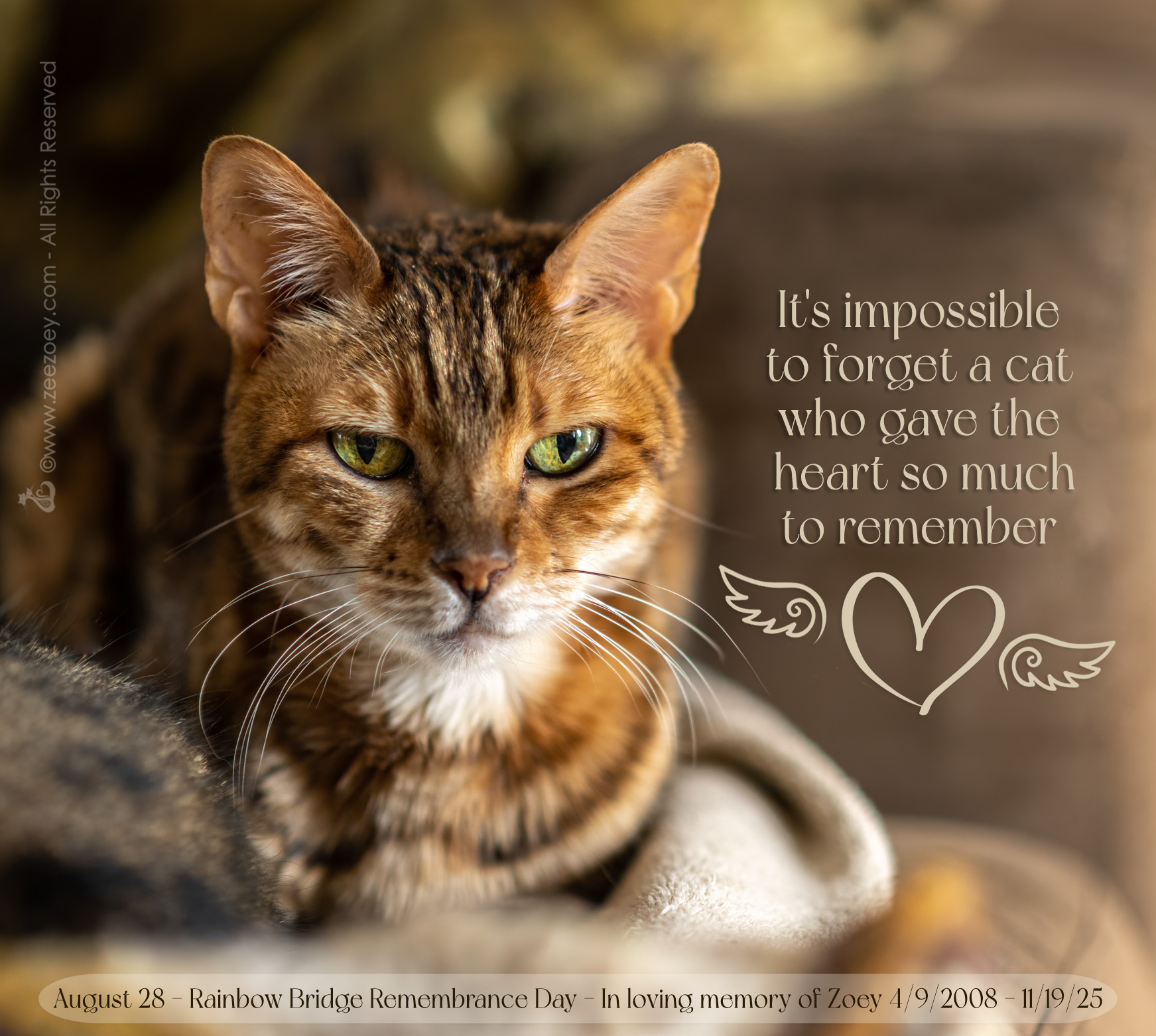 Rainbow Bridge Remembrance Day 2026 in loving memory of Zoey