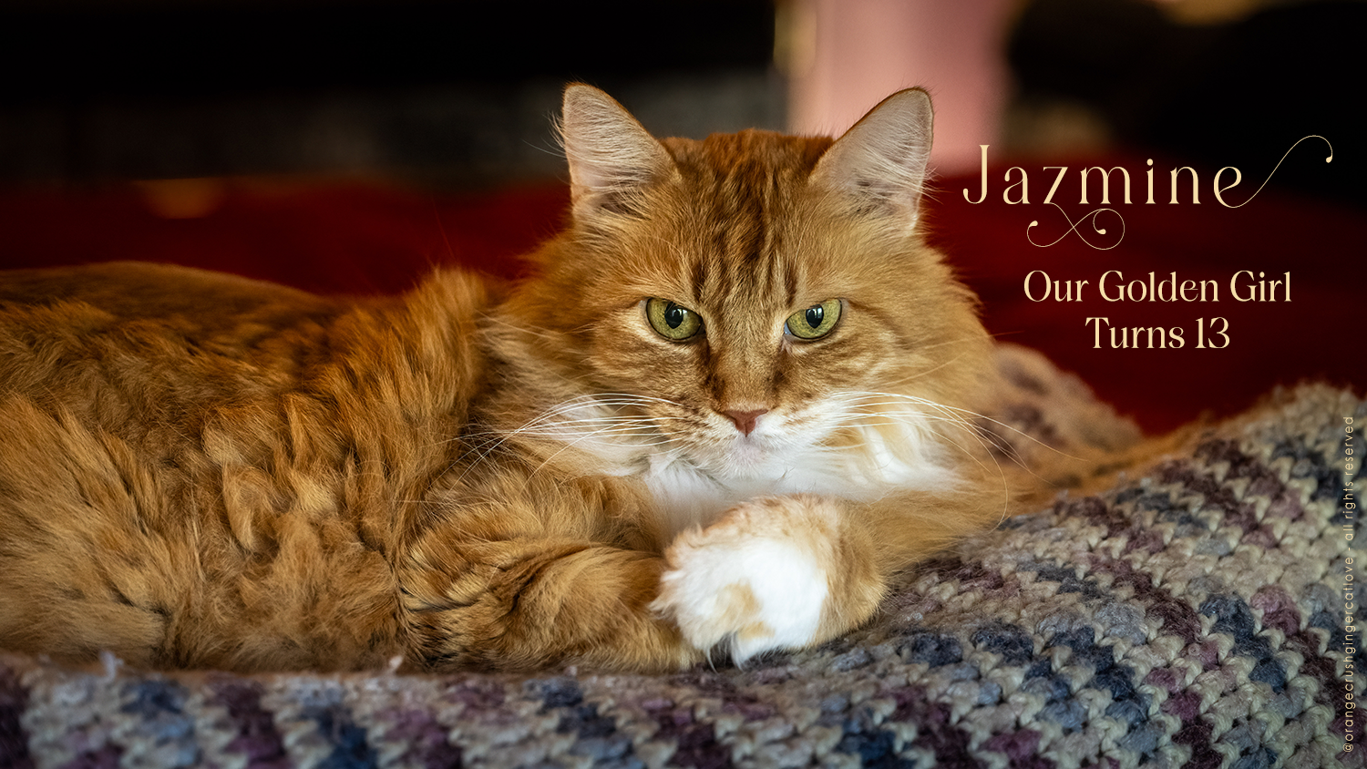 Ginger cat Jazmine is posing on a crochet blanket for her 13th birthday