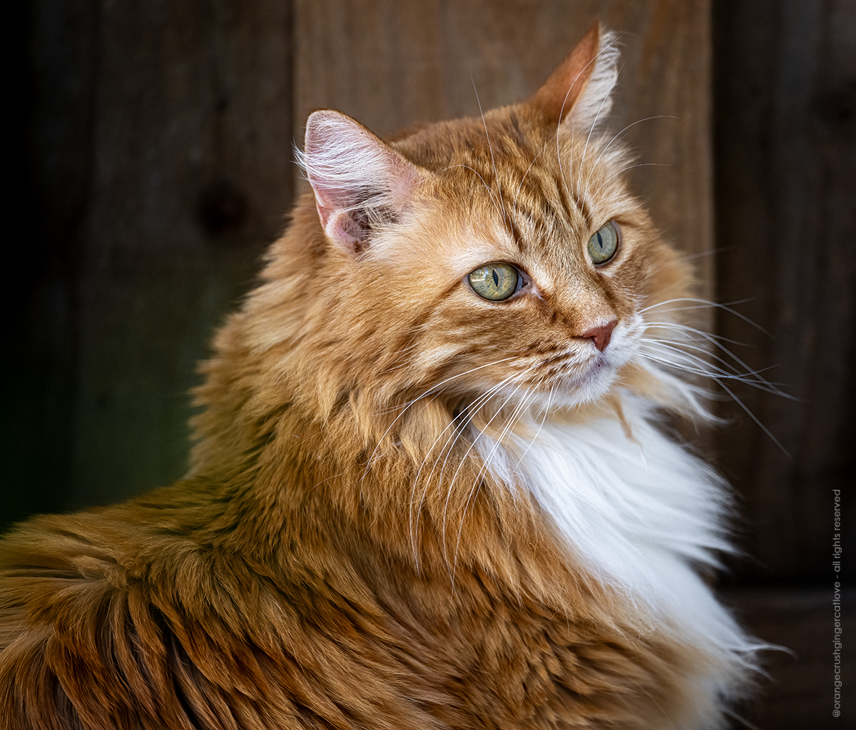 Side view of a gorgeous fluffy longhaired ginger and white cat named Jazmine