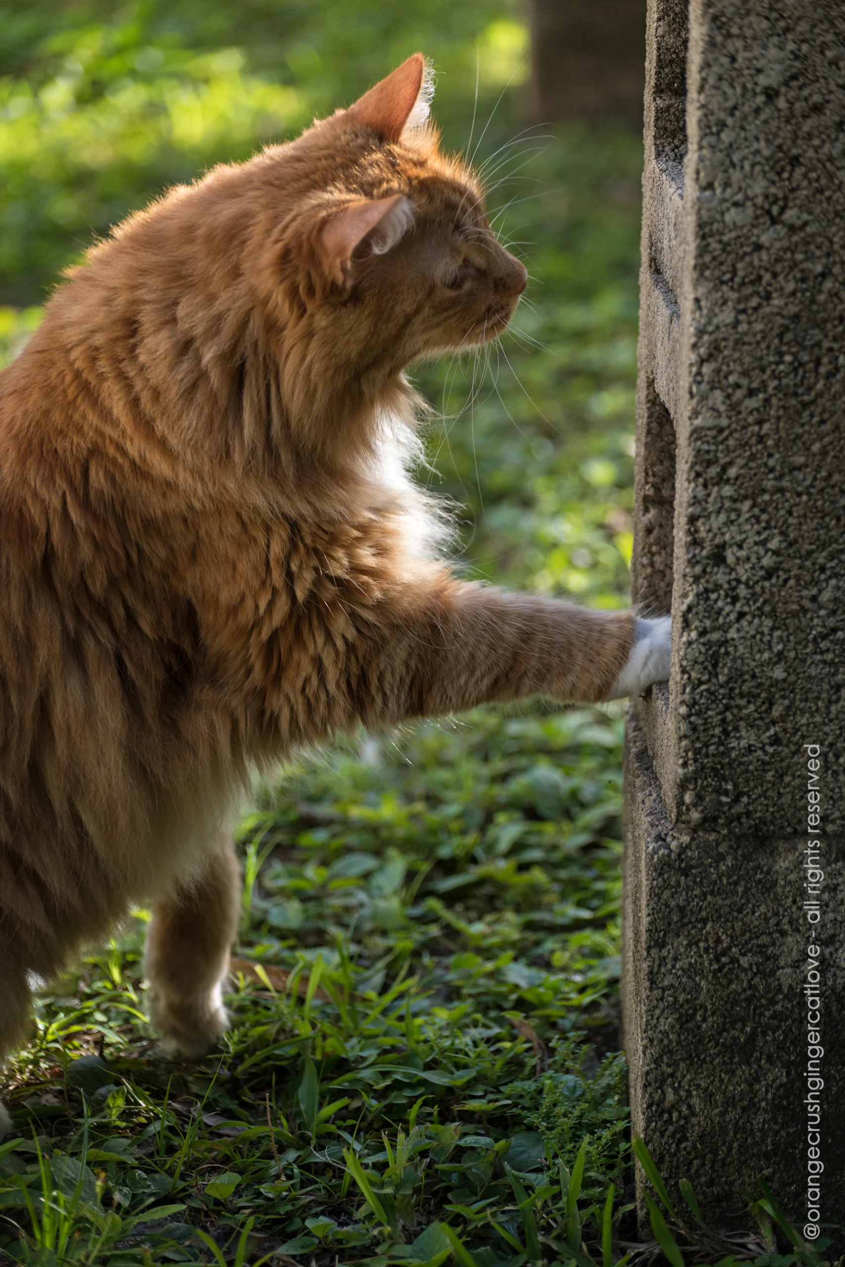 Ginger cat Jazmine outside peering into a cinder block at a lizard that is hiding