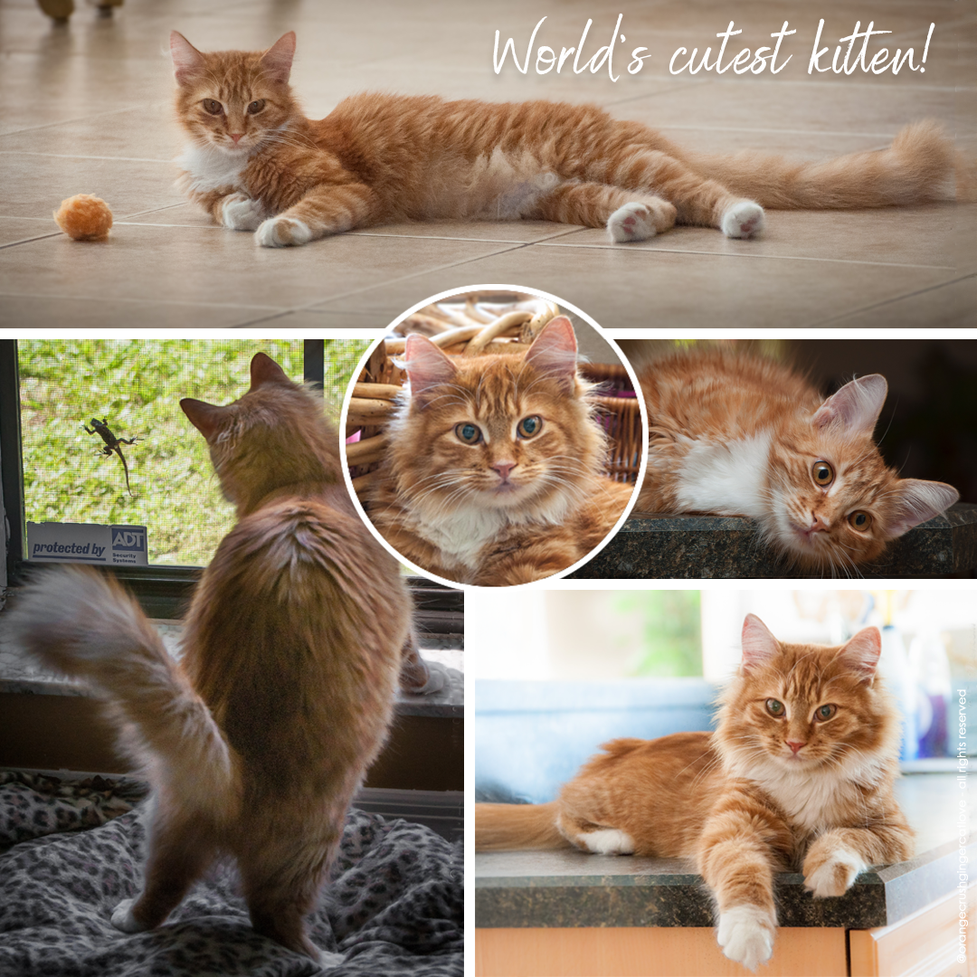 Photo collage of an orange fluffy kitten named Jazmine in various poses, including laying on the floor, looking out a window at a lizard, resting on a counter, and a center portrait insert, with text reading "World's cutest kitten!"