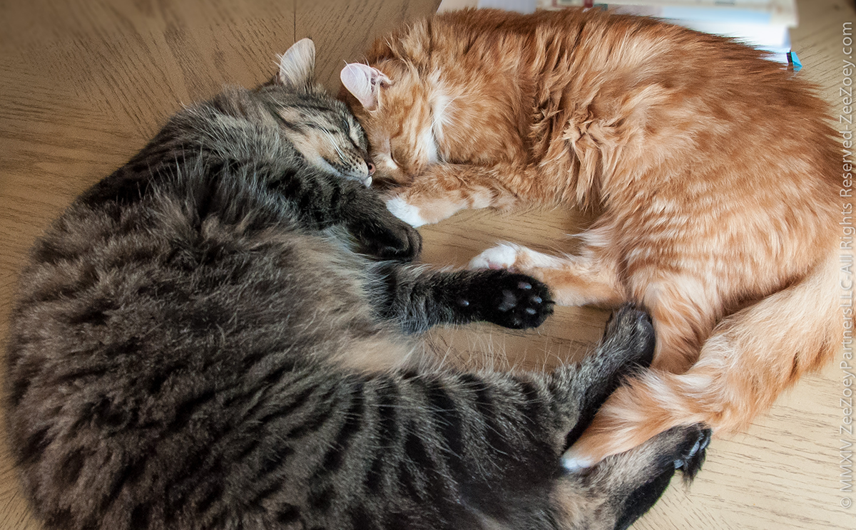 Tabby cat Kizmet and orange and white kitten Jazmine are cuddled together in a circular ball