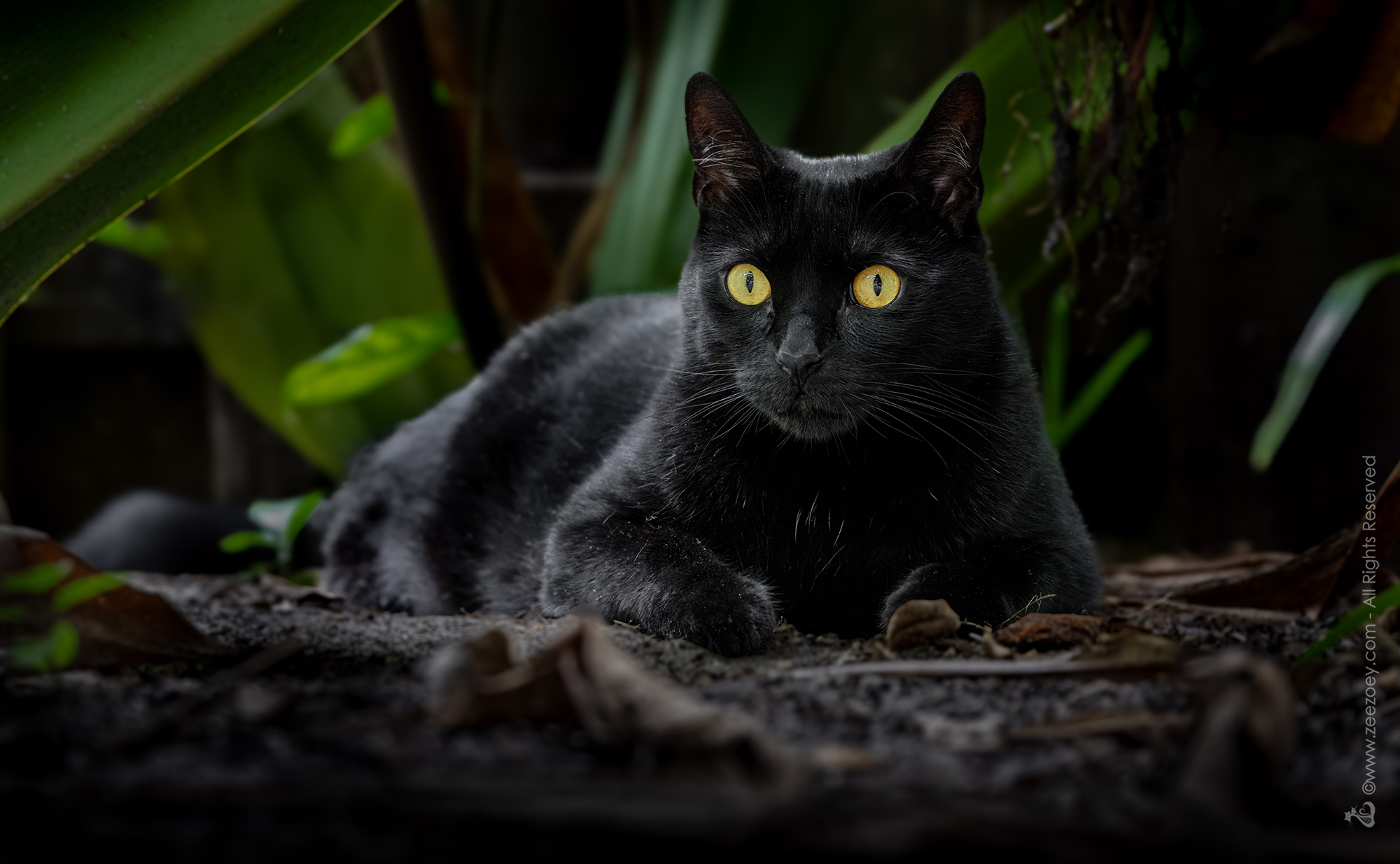 Handsome black cat Shadow, reclining amidst the back deck surrounded by dark greenery creating a stunning, moody image